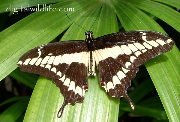 Thaos Swallowtail Butterfly