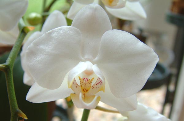 Phalaenopsis 
                  White