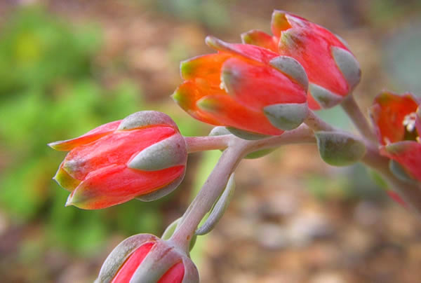 Echevaria Species 