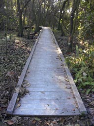 Laurel Oak Trail