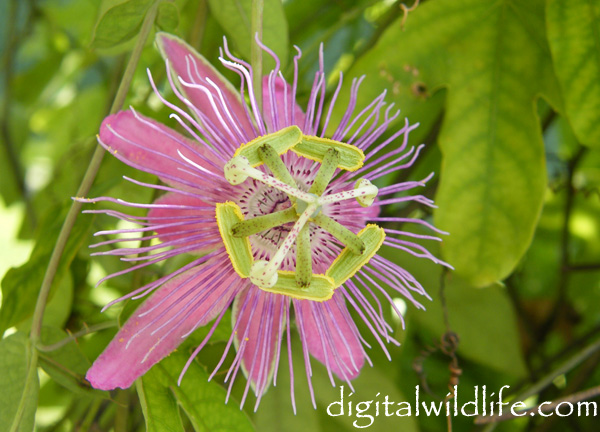 Passiflora munzii
