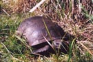 Tortoise