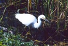 Snowy Egret