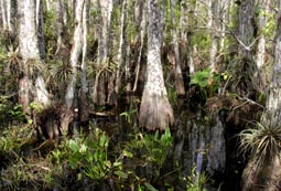 Pond Cypress Swamp