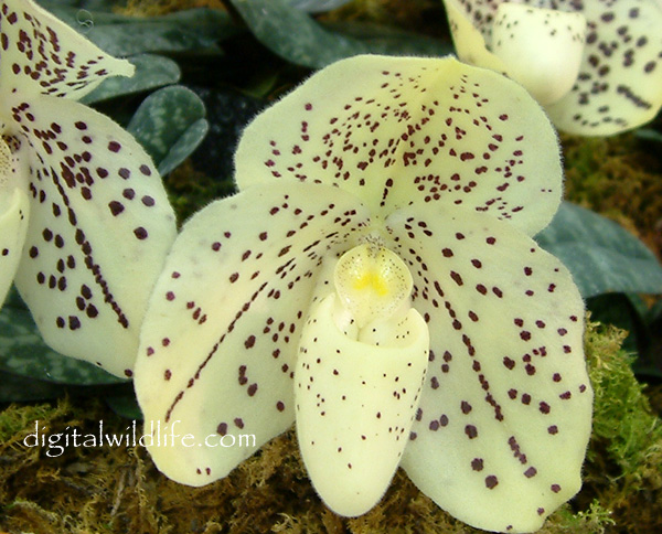 http://www.floridanaturepictures.com/orchids/Orchid_pics/paph_conco_bellatulum.jpg