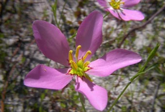 Flowering Sebatia