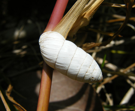 Gray Peanut Snail - Cerion incanum