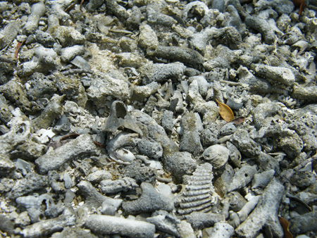 Fossilized Coral
