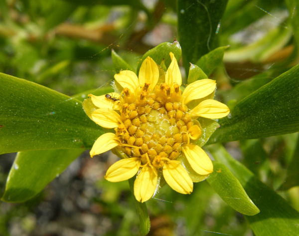 Sea Daisy - Borrichia Species