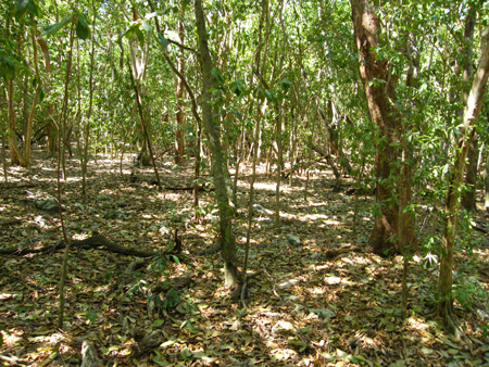 Windley  Key State Park