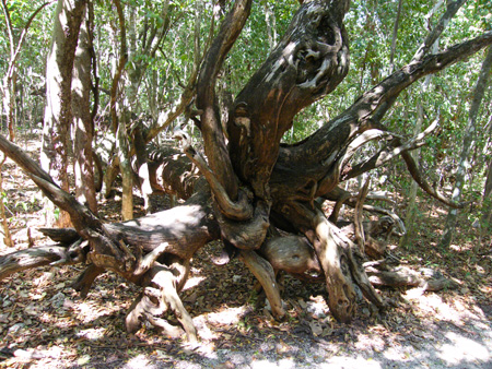Windley  Key State Park