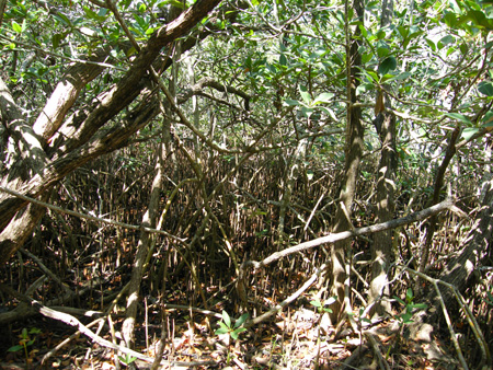 Windley  Key State Park