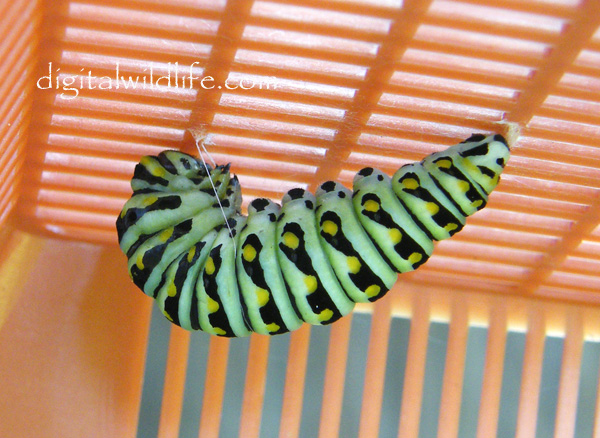 Black Swallowtail Caterpillar