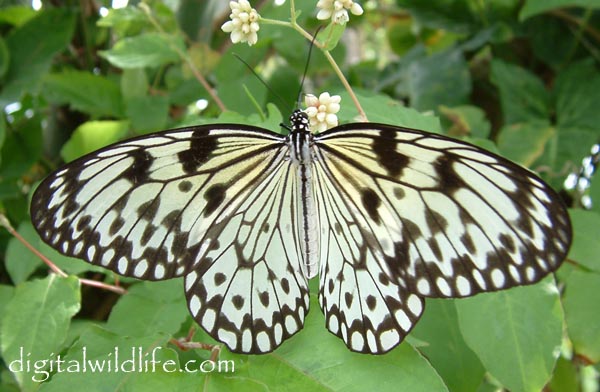 Tree nymph Butterfly