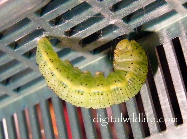 Cloudless Sulphur  Caterpillar
