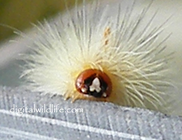 Edwards Wasp Moth  Caterpillar