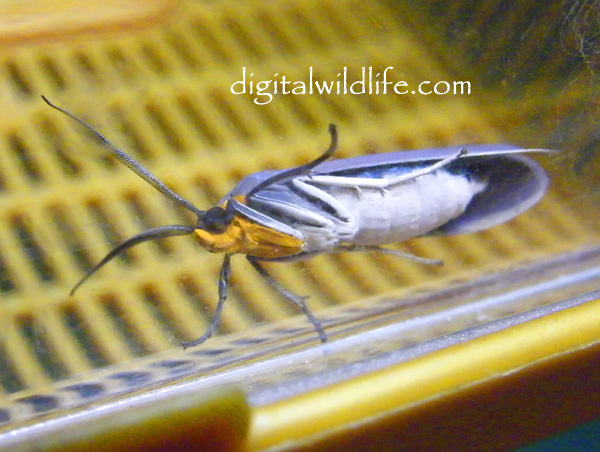 Edwards Wasp Moth 
