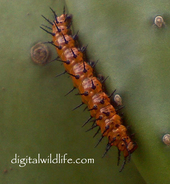 Gulf Fritillary Caterpillar