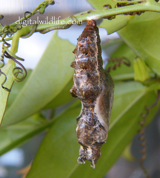 Gulf Fritillary Cocoon