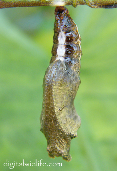Gulf Fritillary Chrysalis