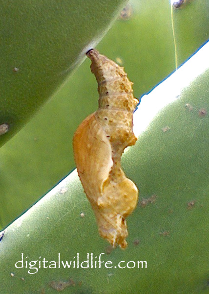 Gulf Fritillary Pupa