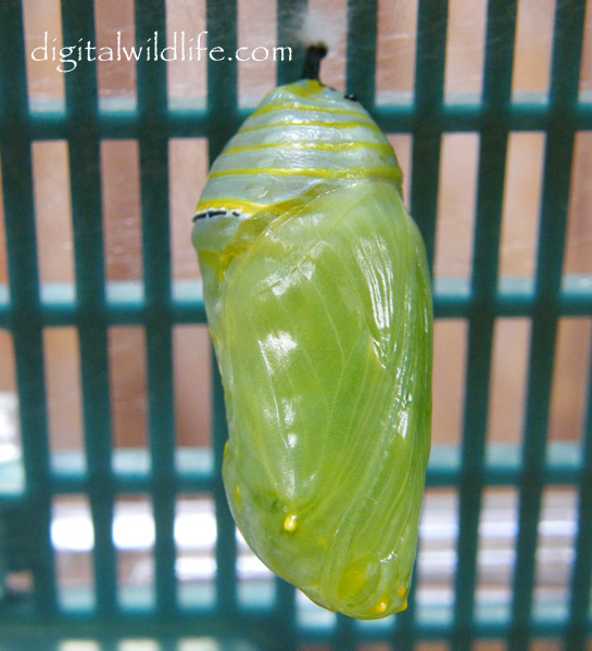 Monarch Butterfly Pupa