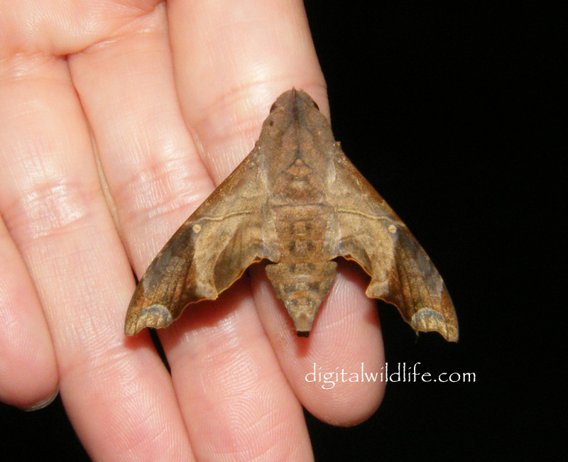 Mournful Sphinx Moth