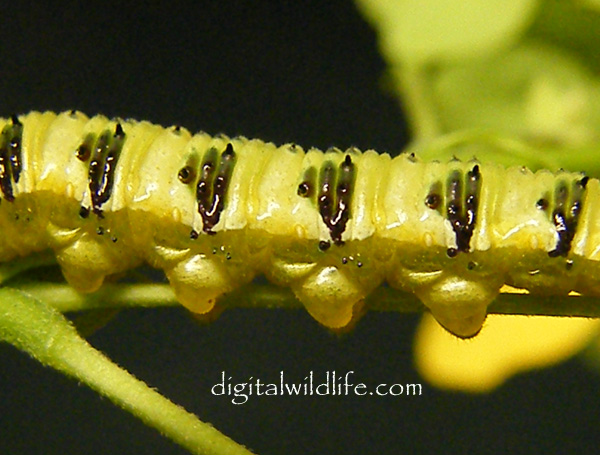 Orange Barred Sulphur Caterpillar female