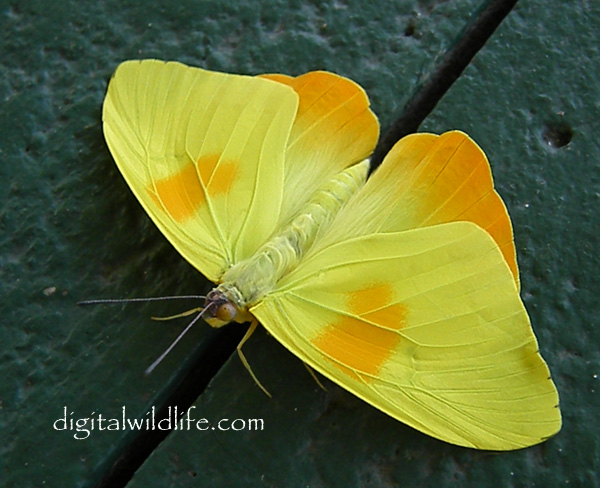 Orange Barred Sulphur Butterfly Male