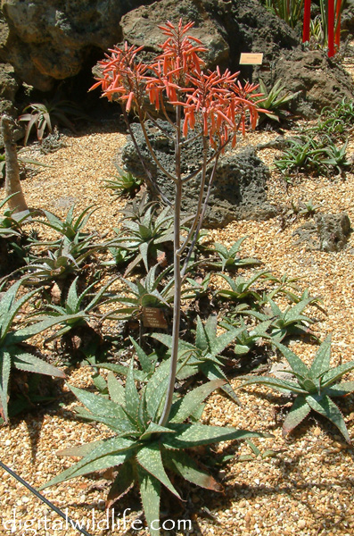 Aloe ammophila