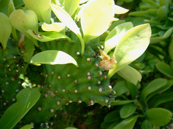 Euphorbia neriifolia Cristata