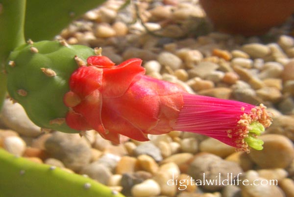 Pricklypear flower