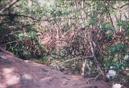 Mangroves 