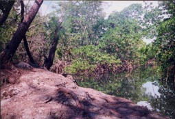 Mangroves 