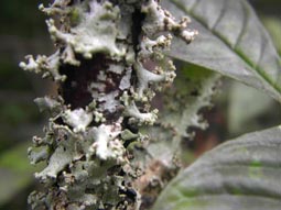 Lichen
