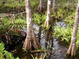 Bald Cypress