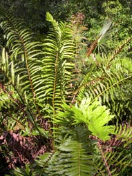 Leather Fern
