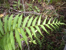 Marsh Fern