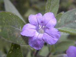 Wild Petunia
