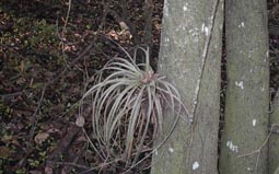 Wild Pine Air Plant