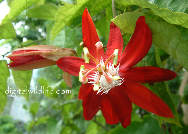 Passiflora Joan Marie