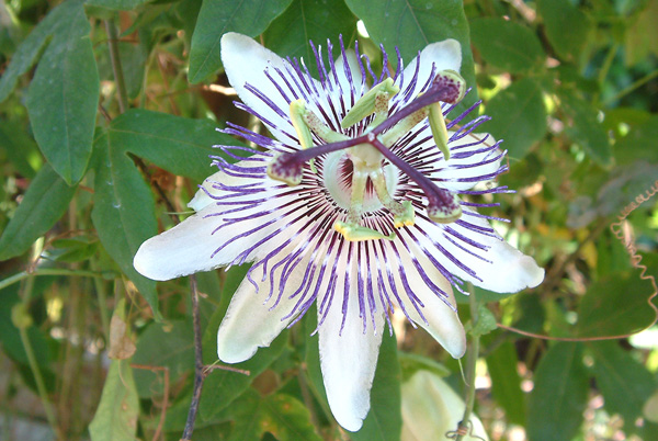 Passiflora X Marie by Worley