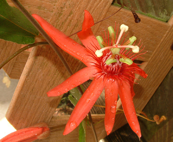 Passiflora Quadriglandulosa