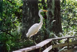Florida Nature Trails
