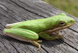 Green Tree Frog