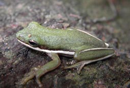 Green Tree Frog