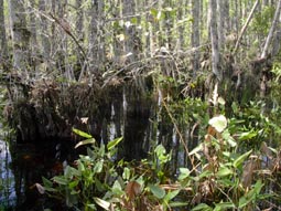 Pond Cypress Swamp