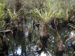Cypress Knees 