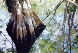 Bald Cypress Trunk 