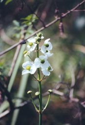 Broad-Leaved Arrowhead 